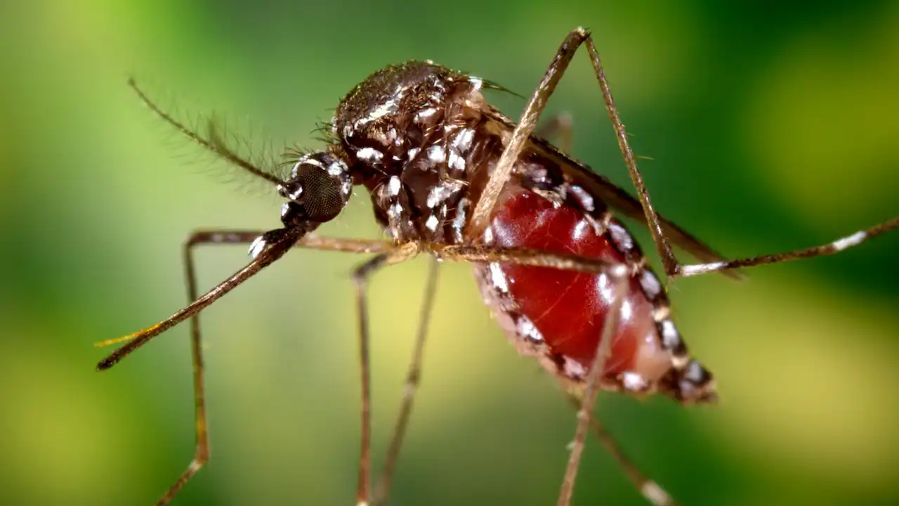 Chikungunya